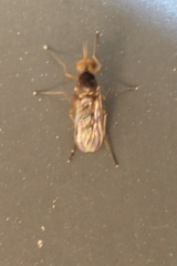 Sylvicola neozelandicus