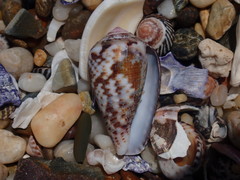 Conus catus