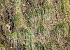 Cortaderia hieronymi