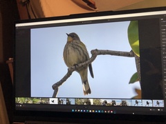 Setophaga coronata