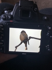 Setophaga coronata