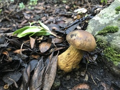 Leccinellum corsicum