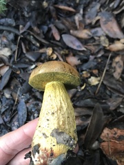 Leccinellum corsicum