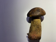 Leccinellum corsicum