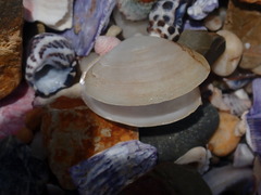 Mactrotoma antecedens