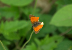 Deudorix livia