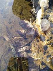 Saccostrea glomerata