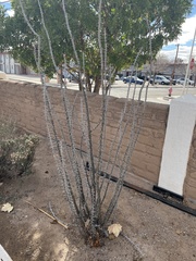 Fouquieria splendens