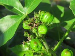 Jatropha excisa