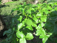 Jatropha excisa