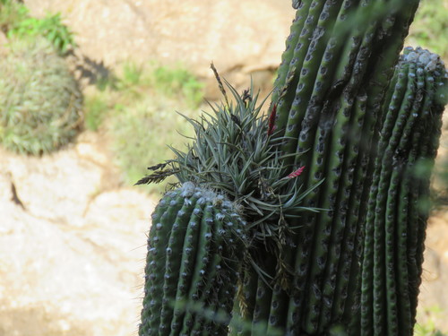 Tillandsia vernicosa, photograph 1