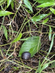 Sauroconcha corneovirens