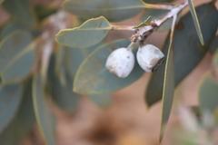 Eucalyptus pleurocarpa