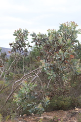 Eucalyptus pleurocarpa