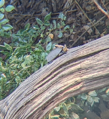 Kinosternon chimalhuaca