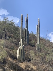 Cephalocereus senilis
