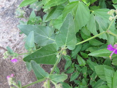 Mirabilis ovata