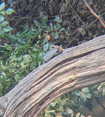 Kinosternon chimalhuaca