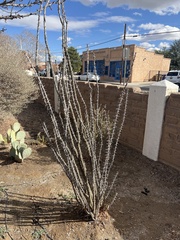 Fouquieria splendens