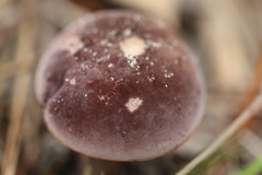 Sutorius australiensis