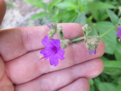 Mirabilis ovata