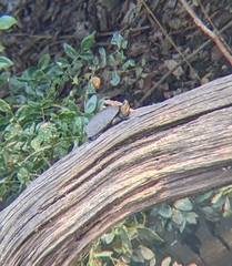 Kinosternon chimalhuaca