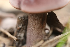 Sutorius australiensis