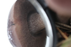 Sutorius australiensis