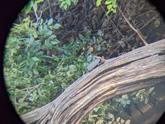 Kinosternon chimalhuaca