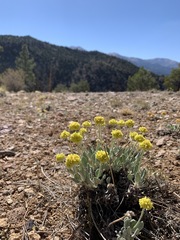 Eriogonum alexanderae