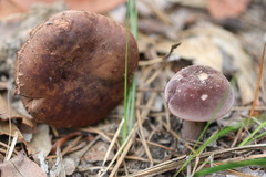 Sutorius australiensis