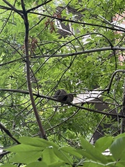 Zenaida auriculata