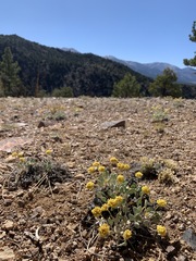 Eriogonum alexanderae