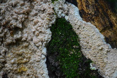 Phlebia rufa