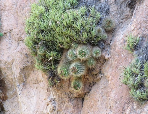Parodia nivosa