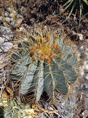 Ferocactus glaucescens