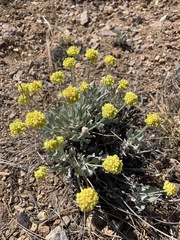 Eriogonum alexanderae