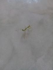 Stagmatoptera femoralis