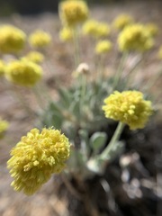 Eriogonum alexanderae