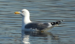 Larus michahellis