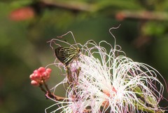 Callimormus interpunctata