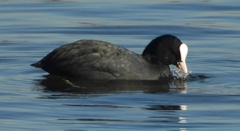 Fulica atra