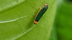 Stephanolla rufoapicata