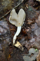 Helvella levis