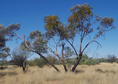 Eucalyptus youngiana