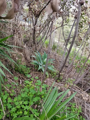 Agave attenuata