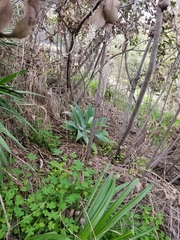 Agave attenuata
