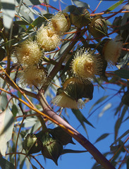Eucalyptus youngiana