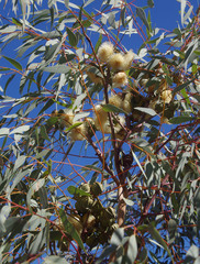 Eucalyptus youngiana