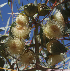 Eucalyptus youngiana